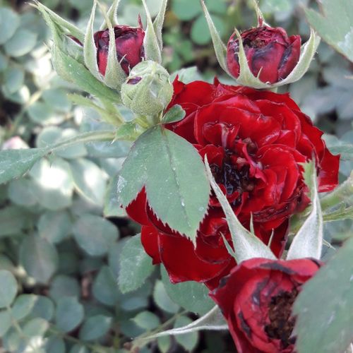 Rosa Zenta - roșu - Trandafir copac cu trunchi înalt - cu flori mărunți - coroană compactă